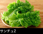 サンチュ2