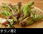 タラノ芽2