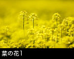菜の花1