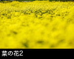 菜の花2