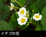 イチゴの花