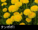 タンポポ1
