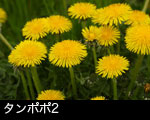 タンポポ2