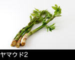 h64-7042　ヤマウド