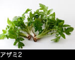 アザミ2