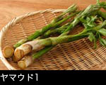 h64-7067　ヤマウド 山菜