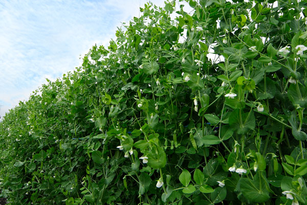 さやえんどうの畑 きぬさや 畑 野菜の栽培 画像3 無料写真素材 フリー写真素材
