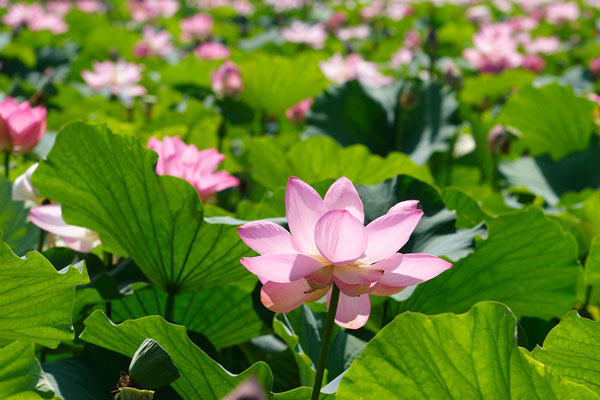 蓮の花