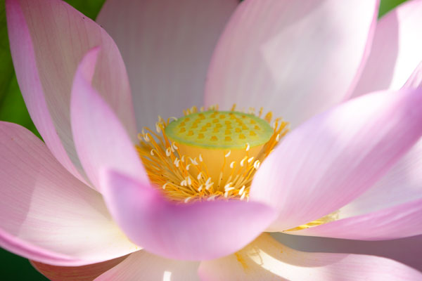 蓮の花クローズアップ 画像2 フリー写真素材