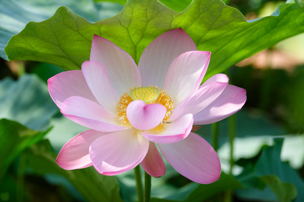 蓮の花クローズアップ 画像1 無料写真素材 
