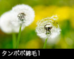 タンポポ綿毛1