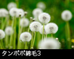 タンポポ綿毛3 