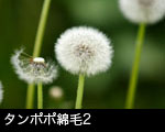 タンポポ綿毛2 