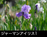 ジャーマンアイリス1