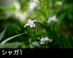 シャガ1