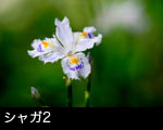 シャガ2