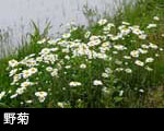 野菊
