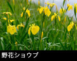 野花ショウブ