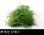 オカヒジキ1