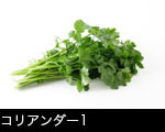 コリアンダー1