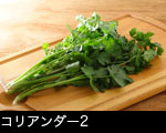 コリアンダー2