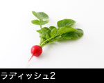 ラディッシュ2