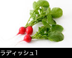 ラディッシュ1