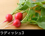 ラディッシュ3 
