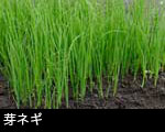 芽ネギ