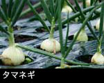 タマネギ  