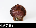 ホタテ貝2 