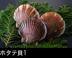 ホタテ貝1
