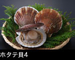 ホタテ貝4 