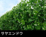 サヤエンドウ