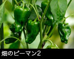 畑のピーマン2 