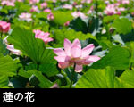蓮の花