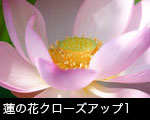 蓮の花クローズアップ1
