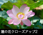 蓮の花クローズアップ2 
