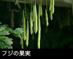 フジの果実