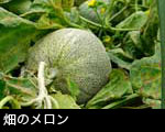 畑のメロン