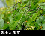 黒小豆 果実