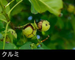 くるみ