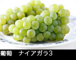 葡萄　ナイアガラ3