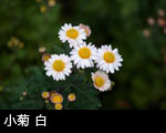 小菊 白 