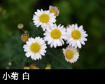 小菊 白 