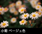 小菊 ベージュ色