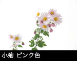 小菊 ピンク色