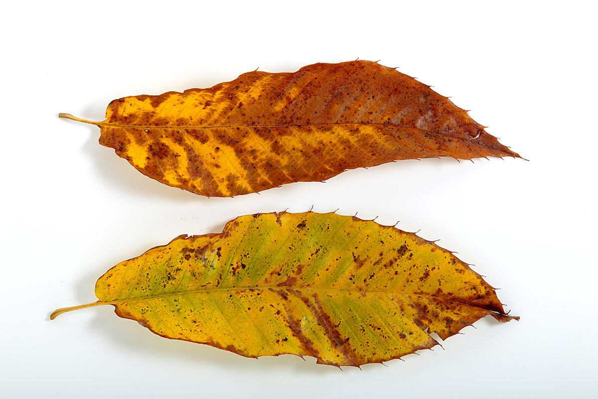 h67l-0044 クリ 木の葉 紅葉