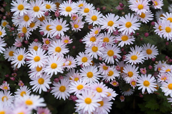 小菊（西洋菊） 画像8 ピンク色 フリー写真素材