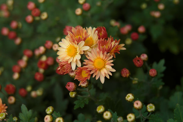 小菊（西洋菊） 画像11 ベージュ色 蕾 無料写真素材 